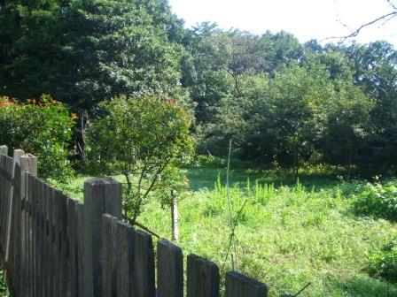 貴重な生物が自生する神明の森「みつ池」特別保護区